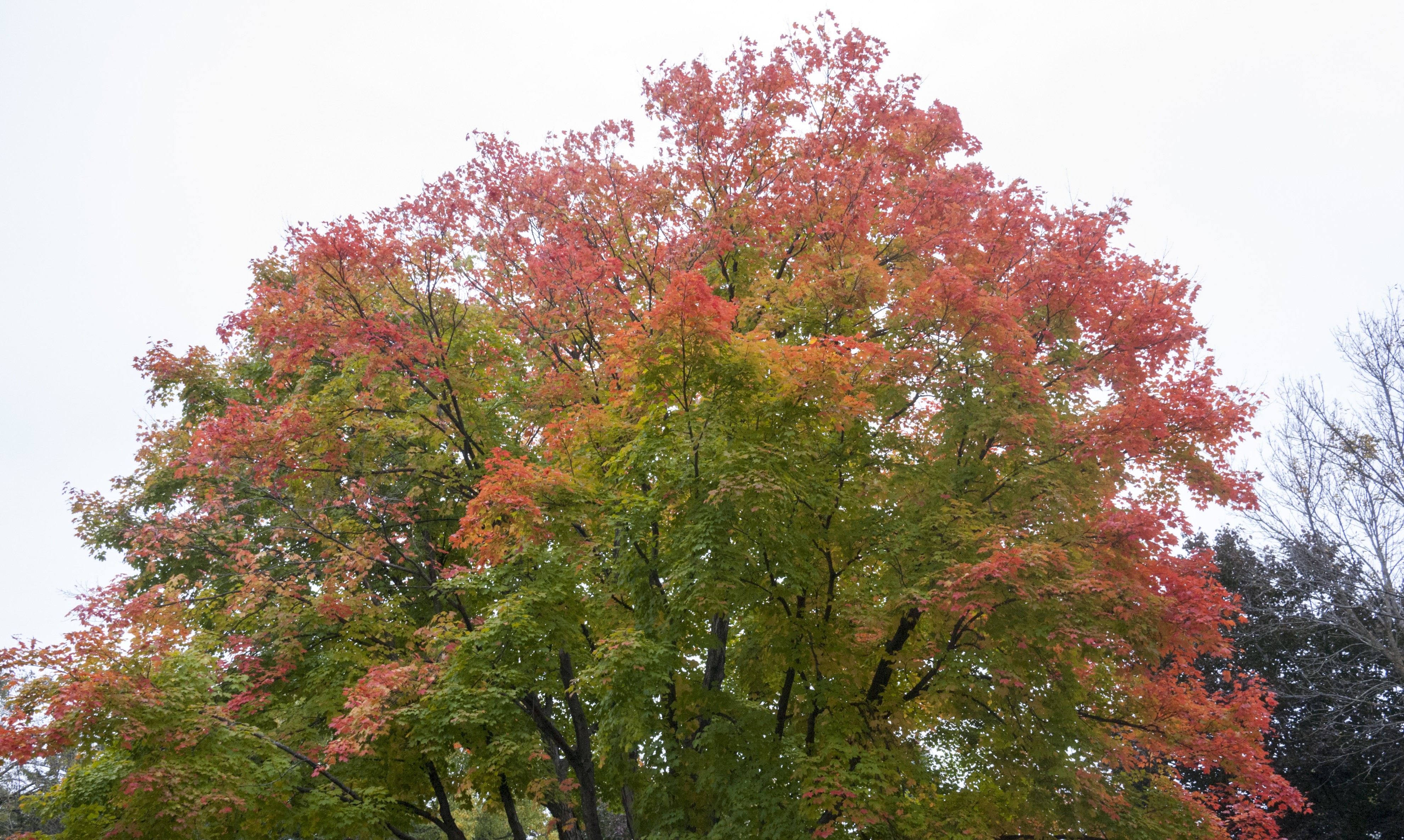 Maple Tree-3