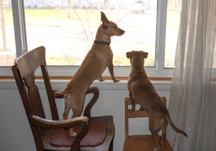 Window Dogs